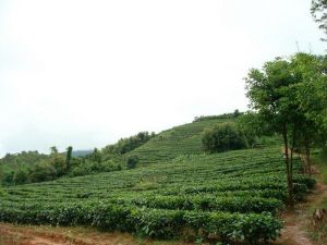 文令自然村 文令自然村