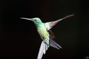 金色星額蜂鳥 金色星額蜂鳥