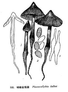 褐暗金錢菌 褐暗金錢菌