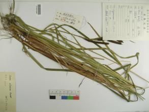 欖綠果薹草 欖綠果薹草