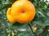 華柑2號 華柑2號