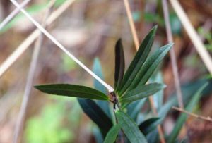 小金冬青 小金冬青