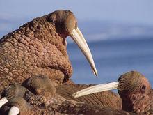 海象阿拉斯加亞種