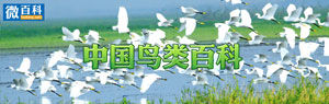 更多鳥類百科，詳見微百科：中國鳥類百科