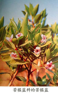 （別名：海菊花）