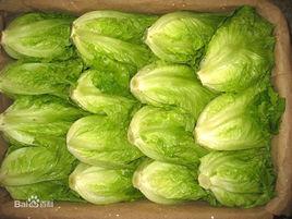 供港蔬菜 供港蔬菜