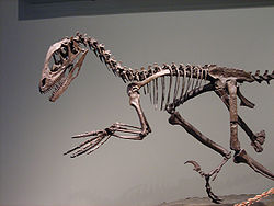平衡恐爪龍的骨骸。