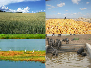 生態種植養殖示意圖