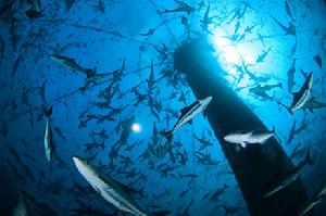 深海遙感養殖網箱