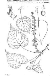 緣毛楊(原變種) 緣毛楊(原變種)