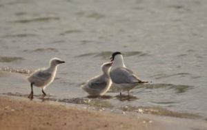 乞食行為 乞食行為