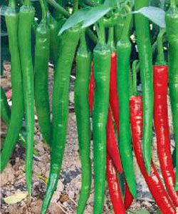 辛香8號 辛香8號