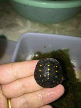 星點水龜
