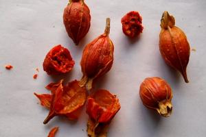 梔子[茜草科植物]