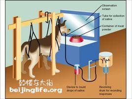 刺激- 反應學習論 刺激- 反應學習論