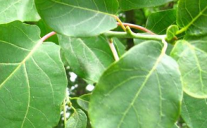 天目木姜葉 天目木姜葉