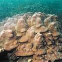 鐘形微孔笠珊瑚