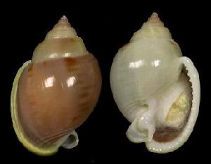 光華鬘螺 光華鬘螺