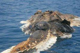 巨黏疙瘩 巨黏疙瘩