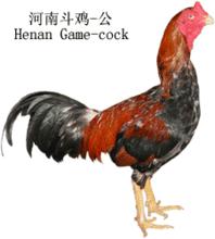 河南鬥雞（公）