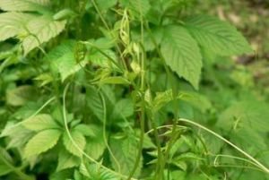 七葉膽提取物 七葉膽提取物