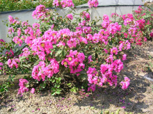 複色矮紫薇 複色矮紫薇