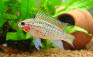 草莓短鯛 草莓短鯛