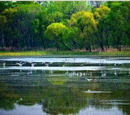 北戴河國家濕地公園 北戴河國家濕地公園