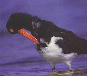 加那利黑蠣鷸 加那利黑蠣鷸