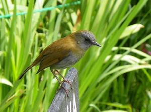 黑嘴夜鶇 黑嘴夜鶇