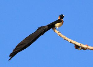 維達雀屬 維達雀屬