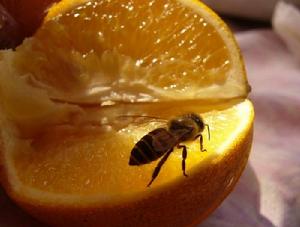 蘿崗甜橙果肉形態