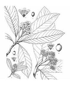 喜馬拉雅臭櫻 喜馬拉雅臭櫻