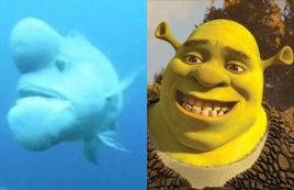 亞洲羊頭瀨魚 亞洲羊頭瀨魚