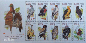 索羅門群島海雕