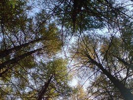 遮天蔽日 遮天蔽日