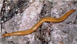 土蠱又叫陸渦蟲，陰濕處磚石塊下、土壤中生活，長可達30cm。