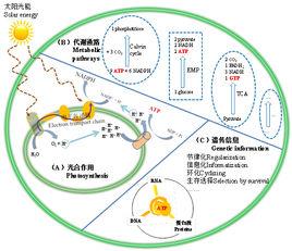 ATP中心假說 ATP中心假說