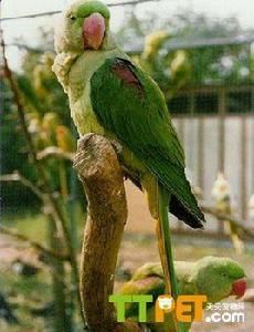亞歷山大鸚鵡品種 亞歷山大鸚鵡品種