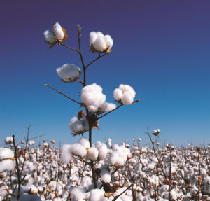 棉