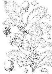 多核冬青亞屬 多核冬青亞屬