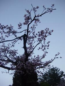 阿里山國家風景區