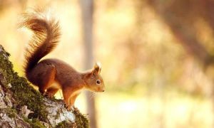 火毛松鼠 火毛松鼠