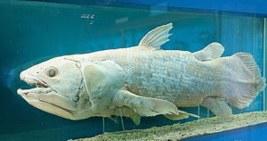 空棘魚科 空棘魚科