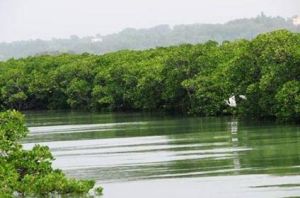 廣西山口紅樹林保護區