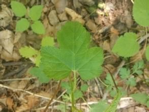 丫口千里光 丫口千里光