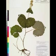 玉山蟹甲草 玉山蟹甲草