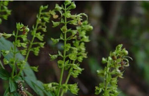 全葉香科科 全葉香科科