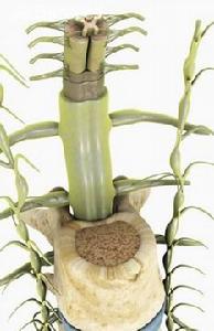 遺傳性感覺神經病