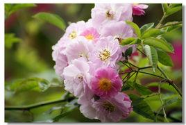 粉妝[月季品種]